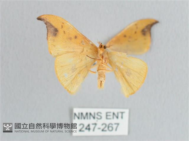 銀斑黃鉤蛾藏品圖，第2張
