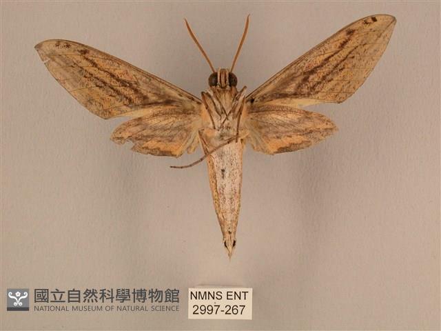 棕綠背線天蛾藏品圖，第2張