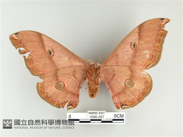 雙黑目天蠶蛾藏品圖，第2張