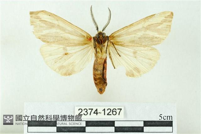 赭新污燈蛾藏品圖，第2張