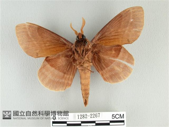 松大毛蟲藏品圖，第2張