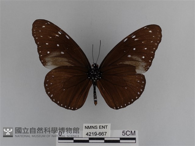 異紋紫斑蝶藏品圖，第2張