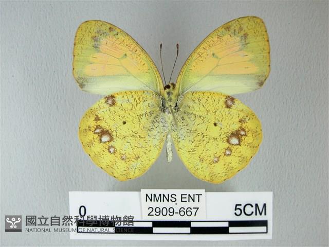 異粉蝶、雌白黃蝶藏品圖，第2張
