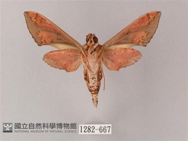 雙斑白肩天蛾藏品圖，第2張