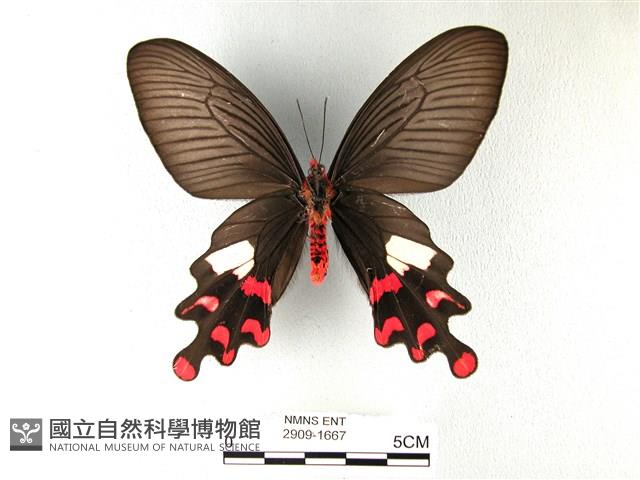 多姿麝鳳蝶藏品圖，第2張