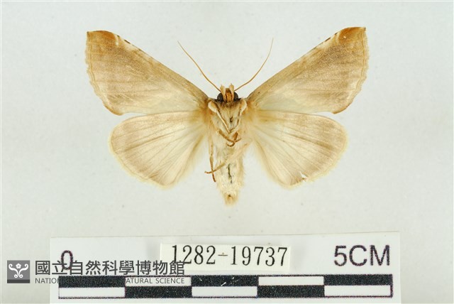 印華波紋蛾藏品圖，第2張
