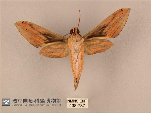 棕綠背線天蛾藏品圖，第2張