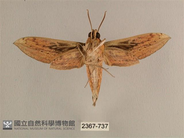 背線天蛾藏品圖，第2張