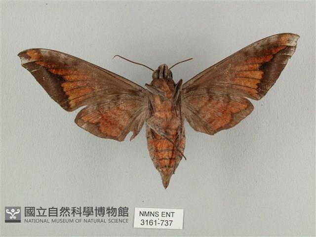 全緣缺角天蛾藏品圖，第2張