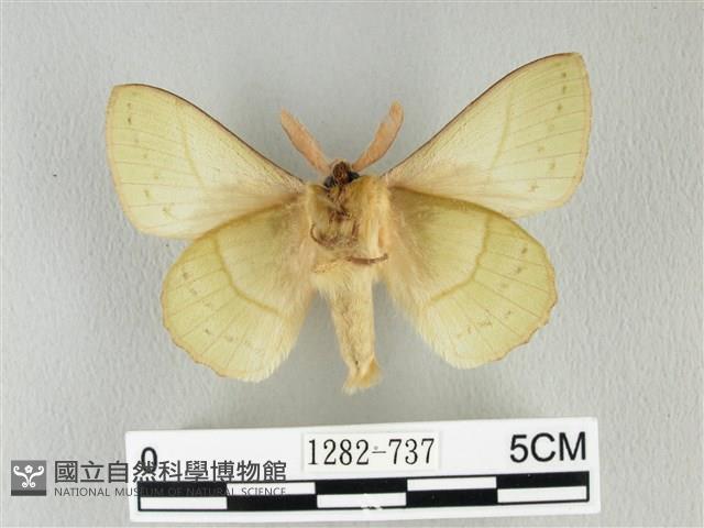 青枯葉蛾藏品圖，第2張