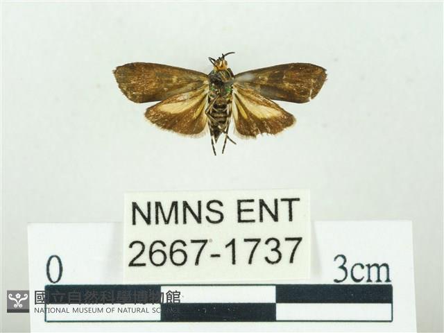 叉紋閃舞蛾藏品圖，第2張