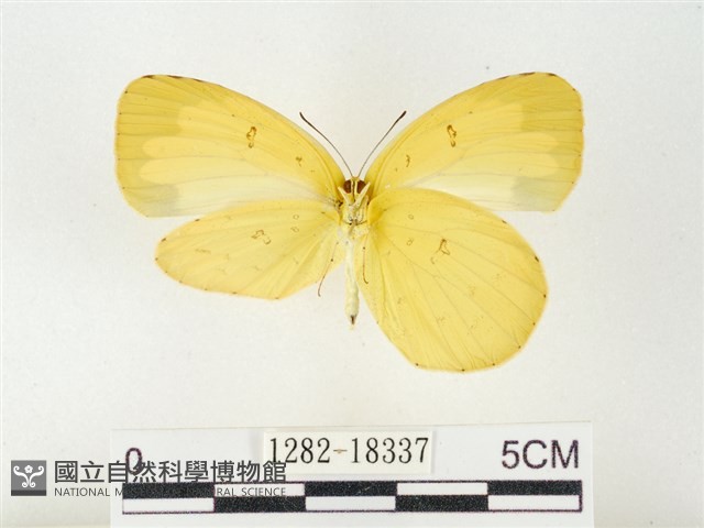 島嶼黃蝶、江崎黃蝶藏品圖，第2張