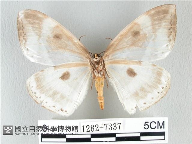 圓翅大鉤蛾藏品圖，第2張
