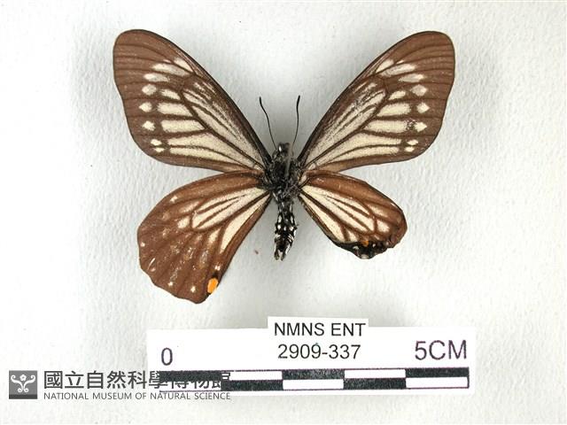 黃星斑鳳蝶藏品圖，第2張