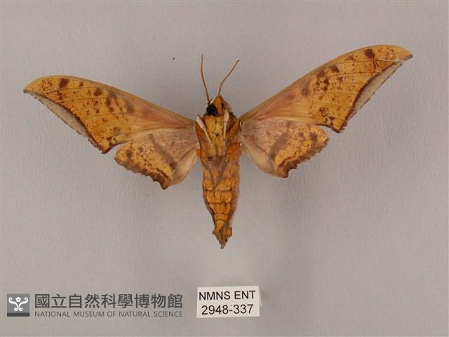 裂斑鷹翅天蛾藏品圖，第2張