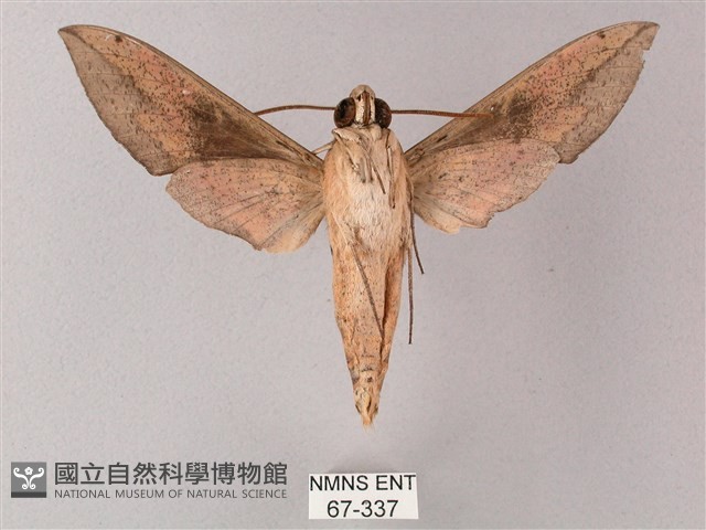 藏斜紋天蛾藏品圖，第2張