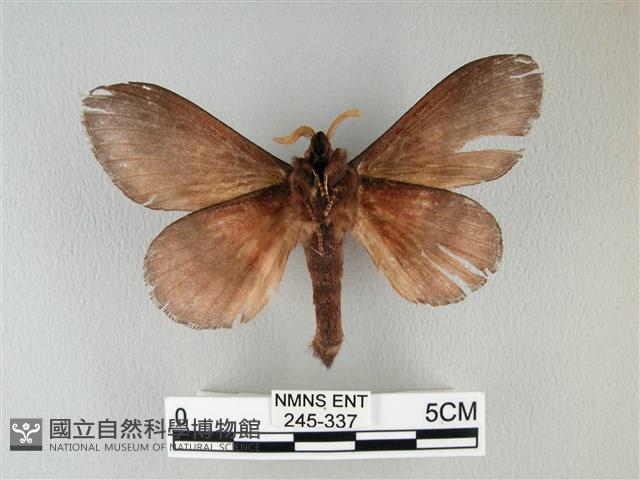 隱波紋枯葉蛾藏品圖，第2張