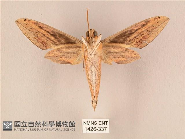 棕綠背線天蛾藏品圖，第2張