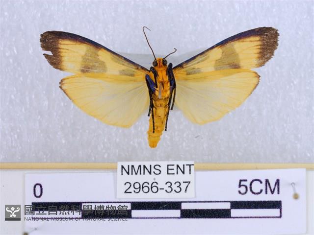 閃光苔蛾藏品圖，第2張