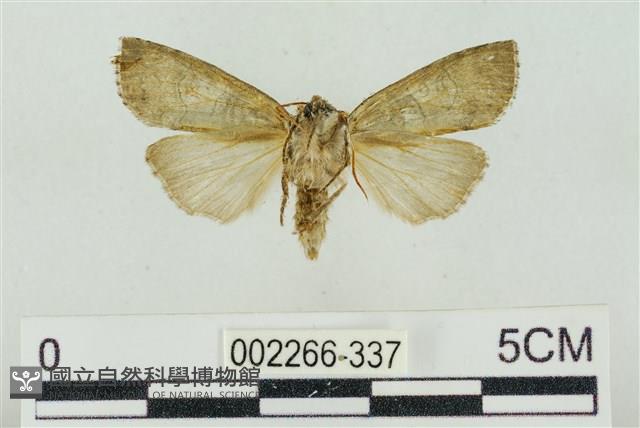 帶波紋蛾藏品圖，第2張