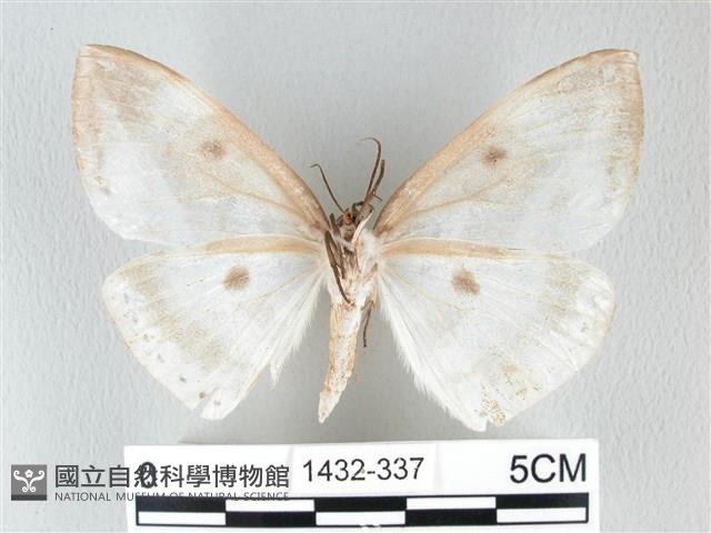 圓翅大鉤蛾藏品圖，第2張