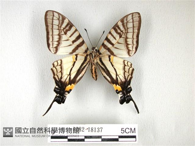 黑尾劍鳳蝶藏品圖，第2張