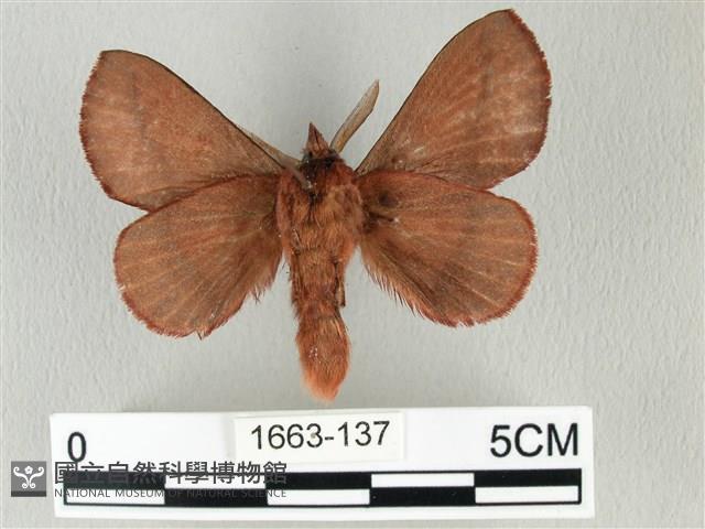 棕斜帶枯葉蛾藏品圖，第2張