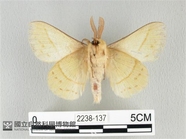 青枯葉蛾藏品圖，第2張