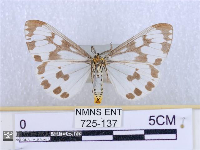 粉蝶燈蛾藏品圖，第2張