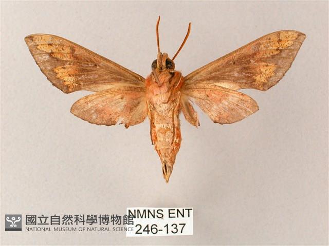 雙斑白肩天蛾藏品圖，第2張