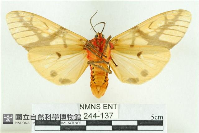 乳白斑燈蛾藏品圖，第2張