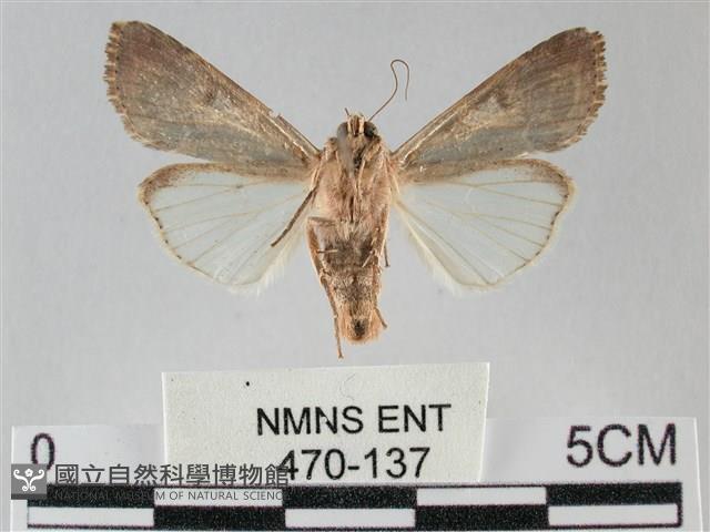 斜紋夜盜蛾藏品圖，第2張