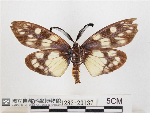 蓬萊茶斑蛾藏品圖，第2張