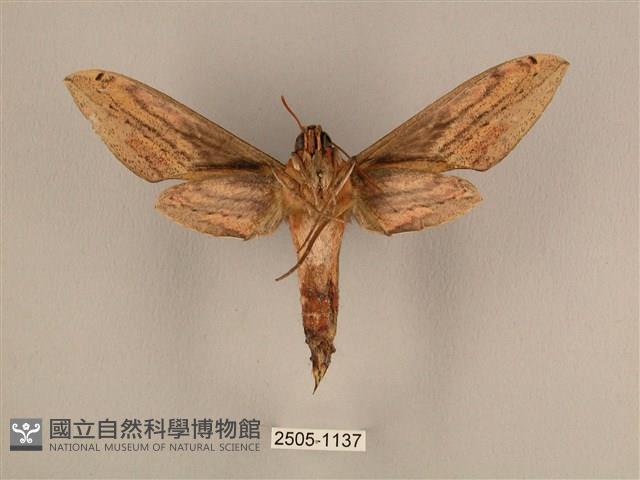 棕綠背線天蛾藏品圖，第2張