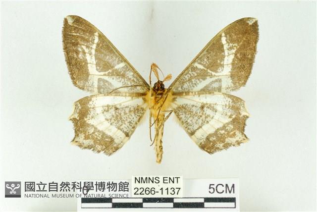 樹形尺蛾藏品圖，第2張