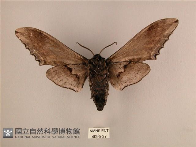臺灣鋸翅天蛾藏品圖，第2張