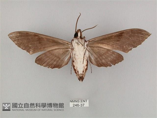 粗斜紋天蛾藏品圖，第2張