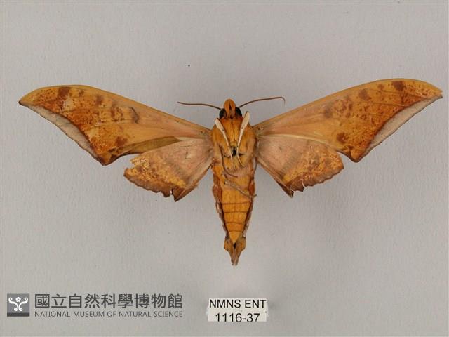 裂斑鷹翅天蛾藏品圖，第2張