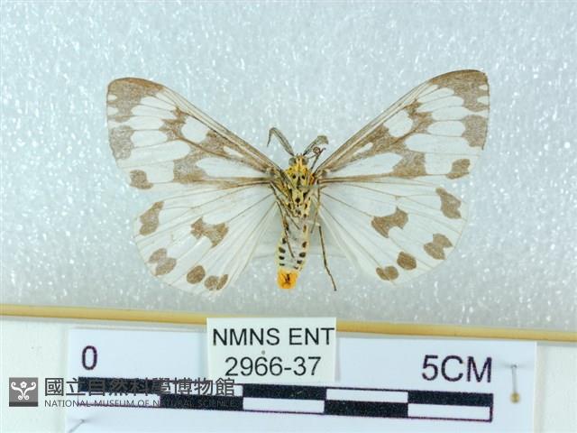 粉蝶燈蛾藏品圖，第2張