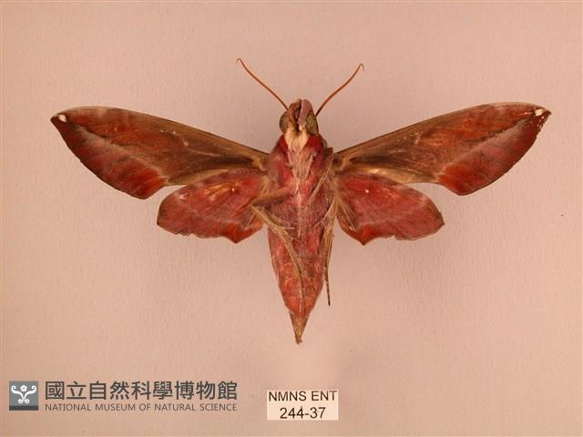 暗綠白腰天蛾藏品圖，第2張