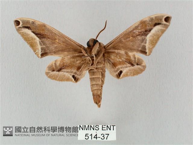 白點天蛾 藏品圖，第2張