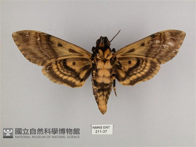 鬼臉天蛾藏品圖，第2張