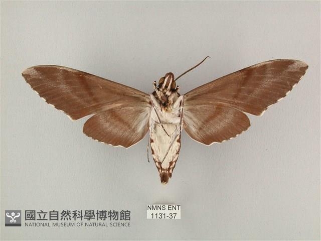 粗斜紋天蛾藏品圖，第2張