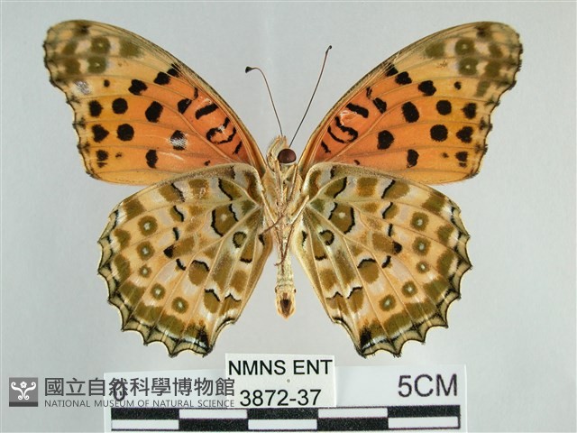 斐豹蛺蝶藏品圖，第2張