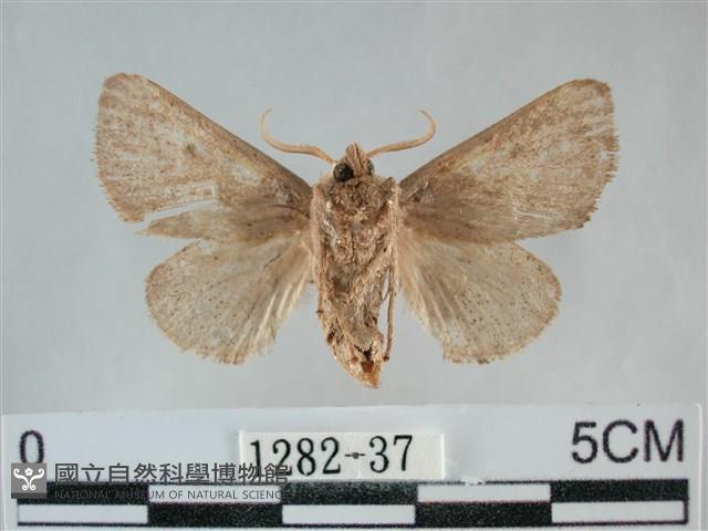 扁刺蛾藏品圖，第2張