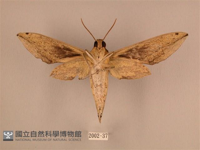 棕綠背線天蛾藏品圖，第2張