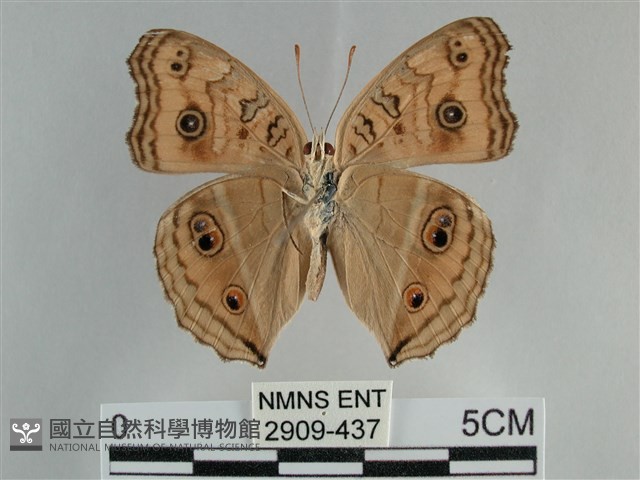 眼蛺蝶、孔雀蛺蝶藏品圖，第2張