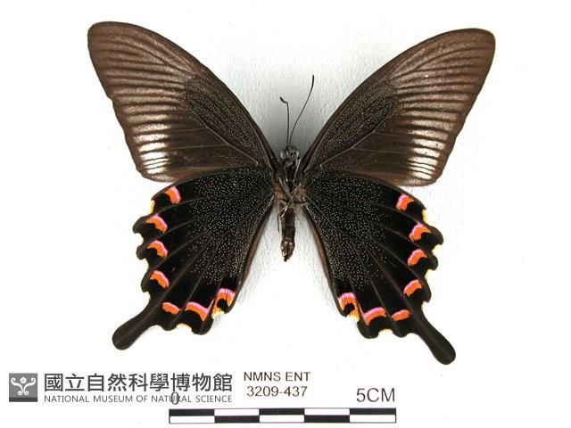 翠鳳蝶蘭嶼亞種藏品圖，第2張