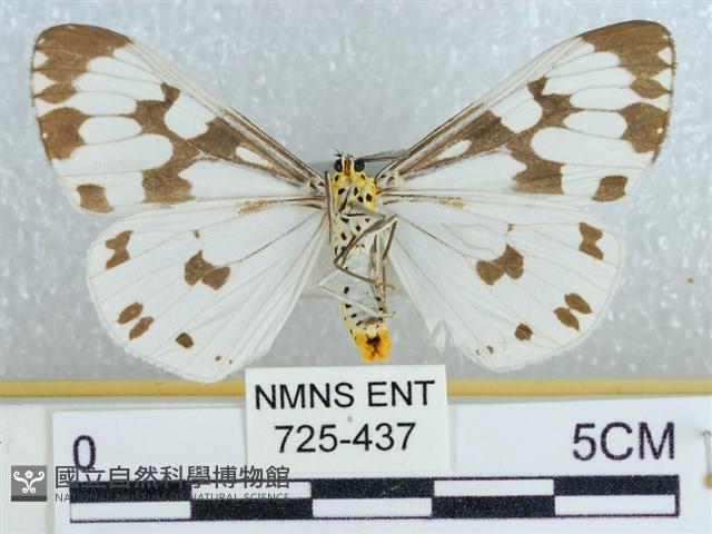 粉蝶燈蛾藏品圖，第2張