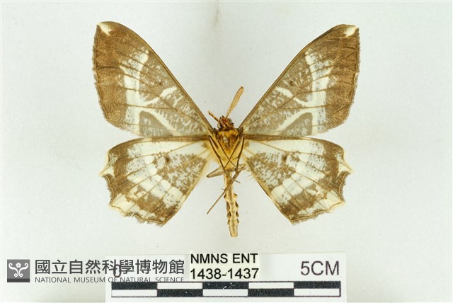 樹形尺蛾藏品圖，第2張